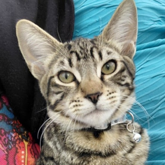 Photo of Mufasa