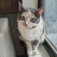 Photo of Claire **2nd Chance Cat Rescue**