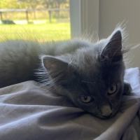 Photo of Nash **2nd Chance Cat Rescue**