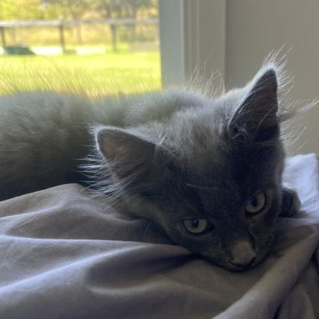 Photo of Nash **2nd Chance Cat Rescue**