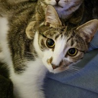 Photo of Rome **2nd Chance Cat Rescue**