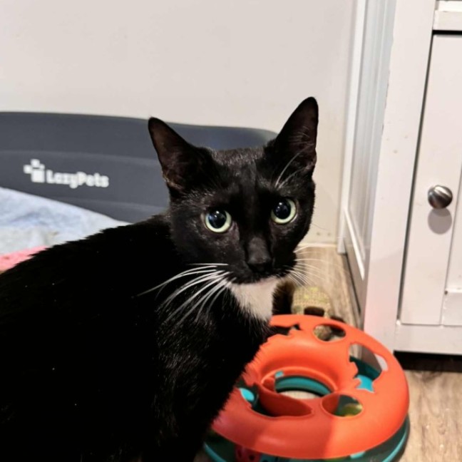 Photo of Martina Hingis **2nd Chance Cat Rescue**