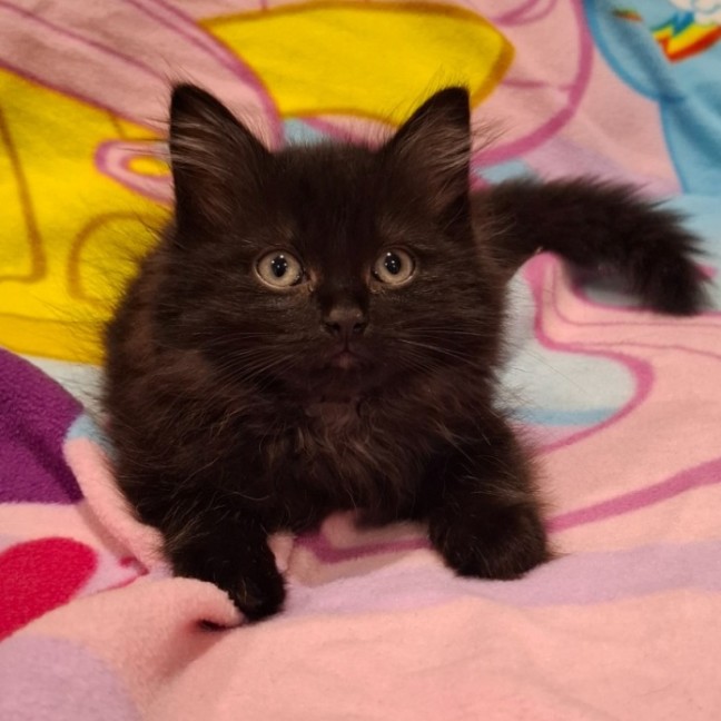 Photo of Annabelle