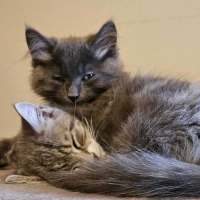 Photo of Nala **2nd Chance Cat Rescue**