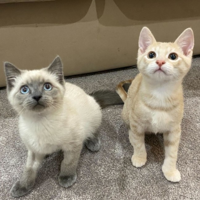 Photo of Pom Pom & Peanut