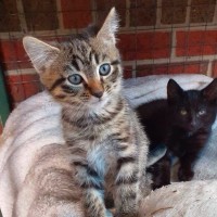 Photo of Rocket **2nd Chance Cat Rescue**