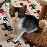 Photo of Valentino ** 2nd Chance Cat Rescue **