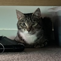 Photo of Mitski **2nd Chance Cat Rescue**