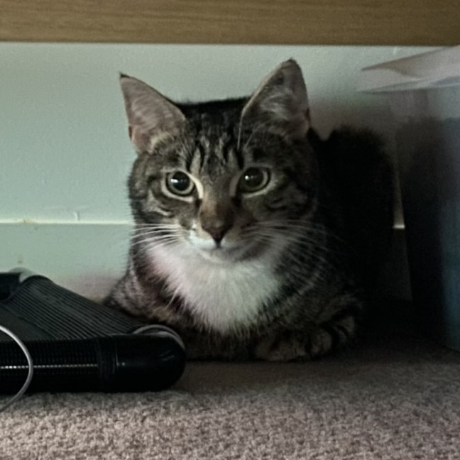 Photo of Mitski **2nd Chance Cat Rescue**