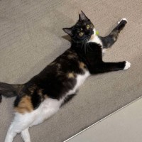 Photo of Chip & Dale