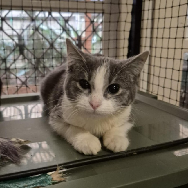 Photo of Venus **2nd Chance Cat Rescue**