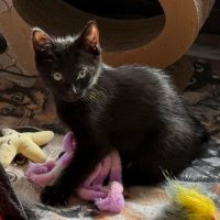 Photo of Kebbi**2nd Chance Cat Rescue**