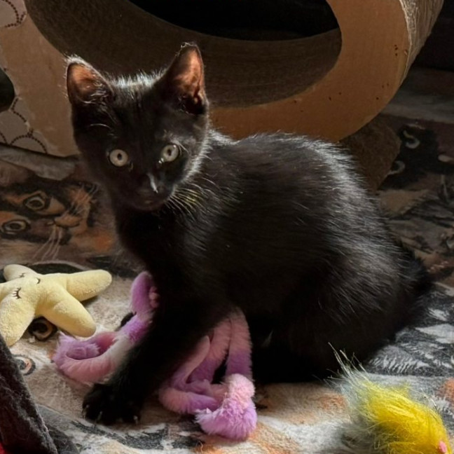 Photo of Kebbi**2nd Chance Cat Rescue**
