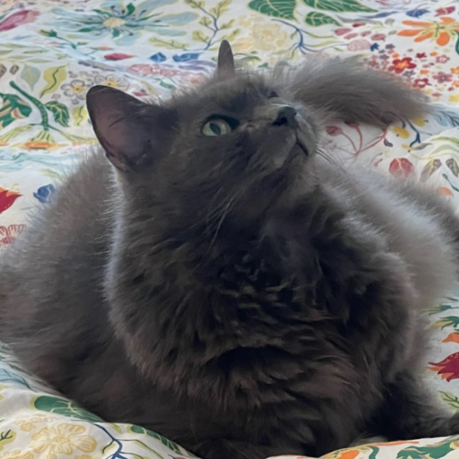 Photo of Gracie *9 Lives Project Rescue*