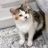 Photo of Honey
