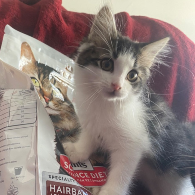 Photo of Birdie **2nd Chance Cat Rescue**