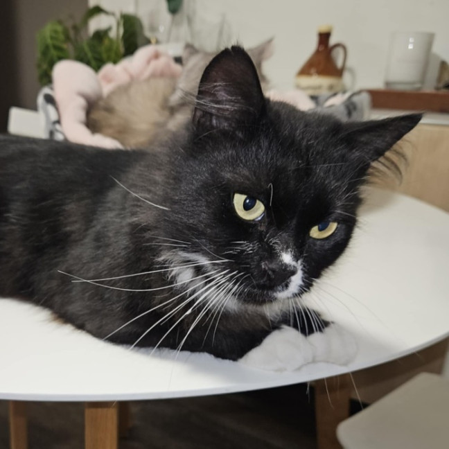 Photo of Boeing **2nd Chance Cat Rescue**