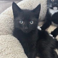 Photo of Forrest   Reduced Adoption Fee