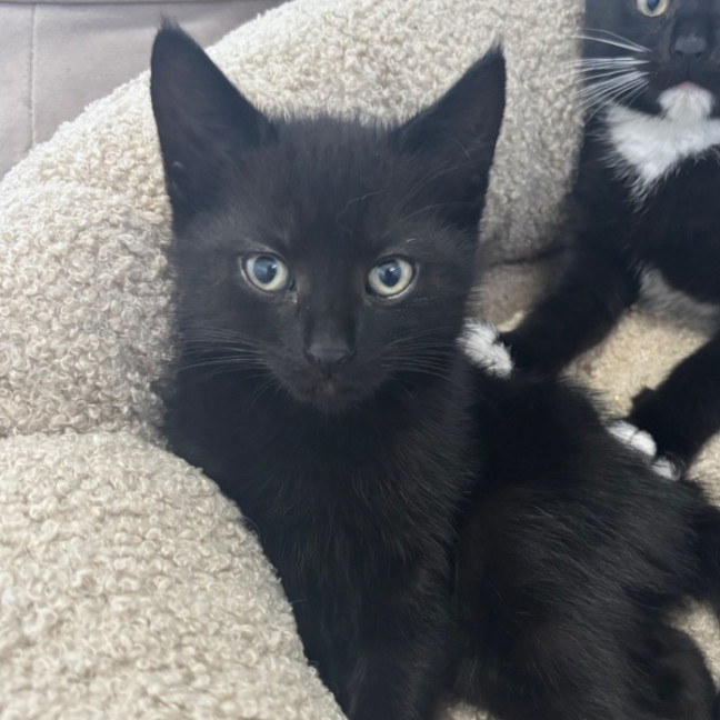 Photo of Forrest   Reduced Adoption Fee