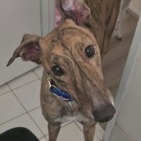 Photo of Stanley, The Greyhound