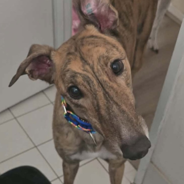 Photo of Stanley, The Greyhound