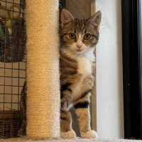 Photo of Emily **2nd Chance Cat Rescue**