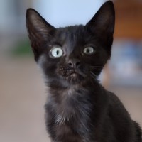 Photo of Blacky