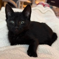 Photo of Miruku**2nd Chance Cat Rescue**