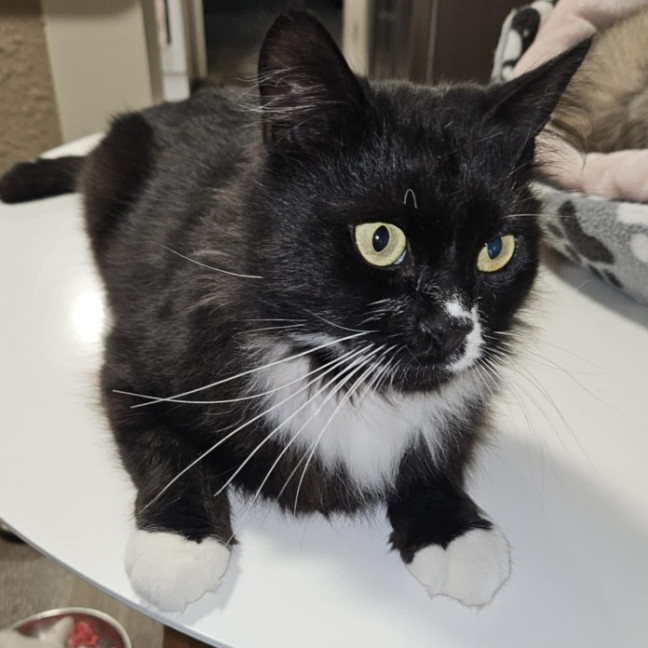 Photo of Boeing **2nd Chance Cat Rescue**