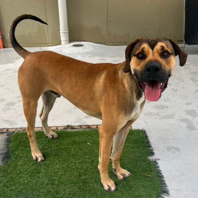 Photo of Bailey