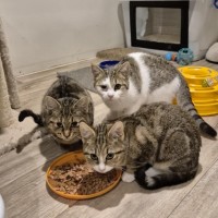 Photo of Ben **2nd Chance Cat Rescue**