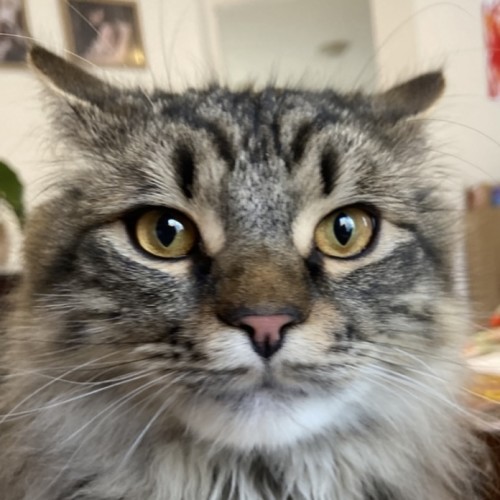 Tigger - Domestic Medium Hair (DMH) Cat