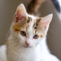 Photo of 🌸 Jasmine 🌸