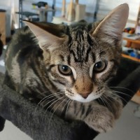 Photo of Simba