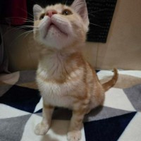 Photo of Charizard ** 2nd Chance Cat Rescue **