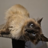 Photo of Alinta **2nd Chance Cat Rescue**