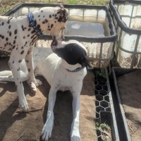 Photo of Atlas