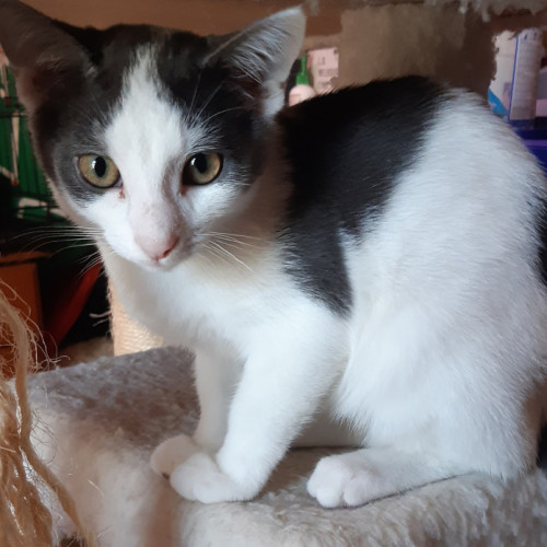 River - Domestic Short Hair (DSH) Cat