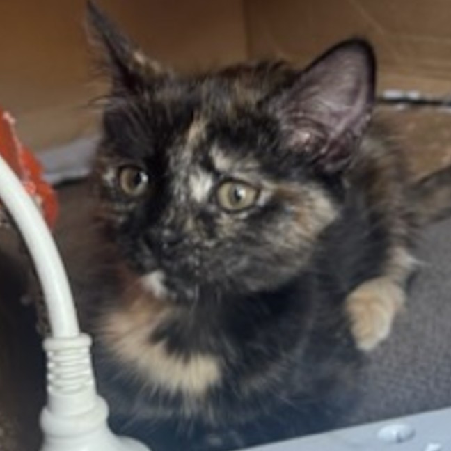 Photo of Fizz