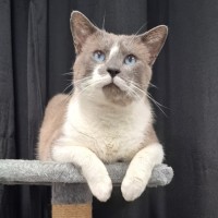 Photo of Patches