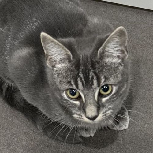 Georgia - Domestic Short Hair Cat