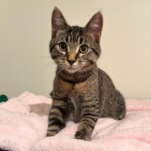 Woody & Friday - Domestic Long Hair (DLH) Cat