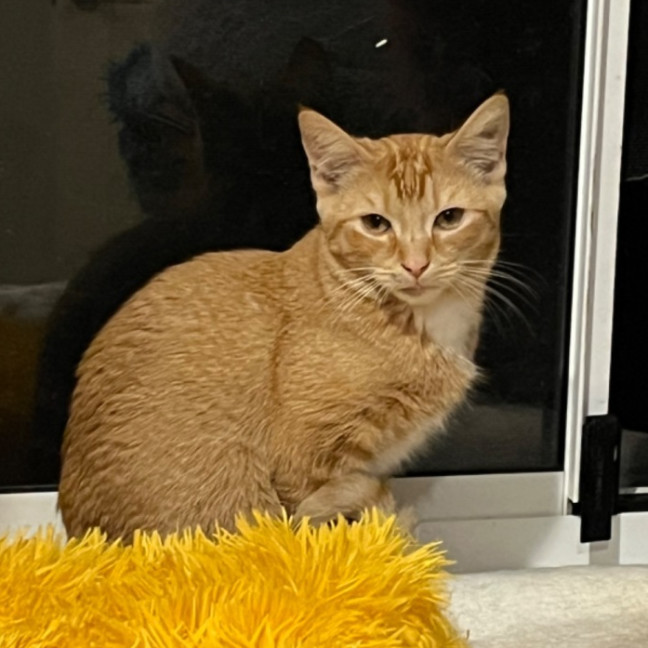Photo of Jaffa