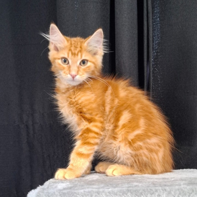 Photo of Cheeto