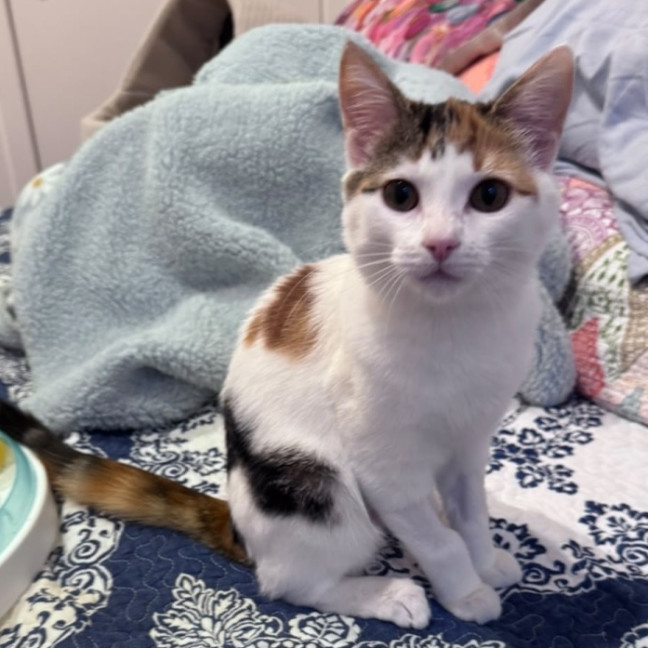 Photo of Callie