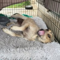 Photo of Poppy