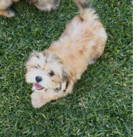 Photo of Blossom