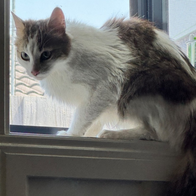 Photo of Pippy