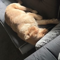 Photo of Luna