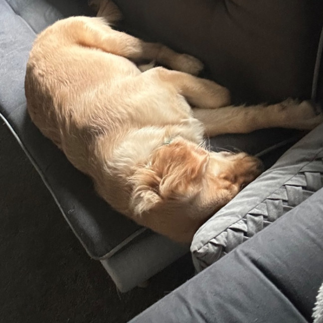 Photo of Luna